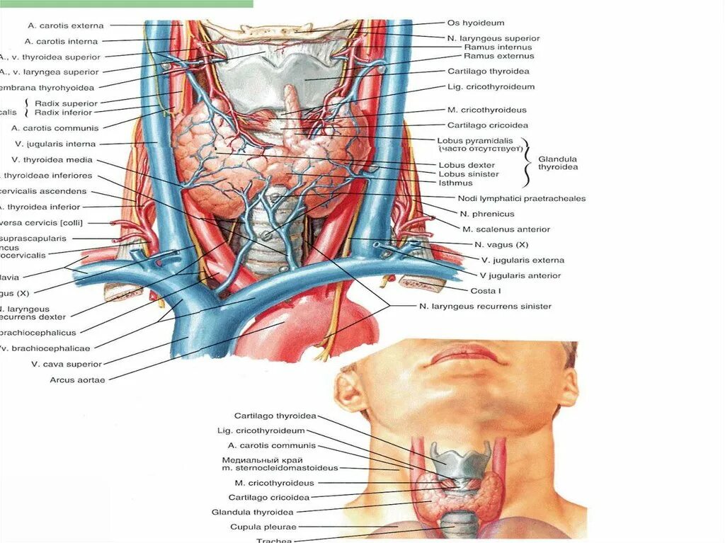 Артерии щитовидной железы анатомия. Кровоснабжение щитовидной железы анатомия. Артерии щитовидной железы