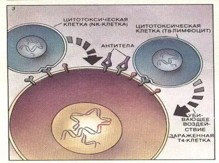 Мембрана вируса