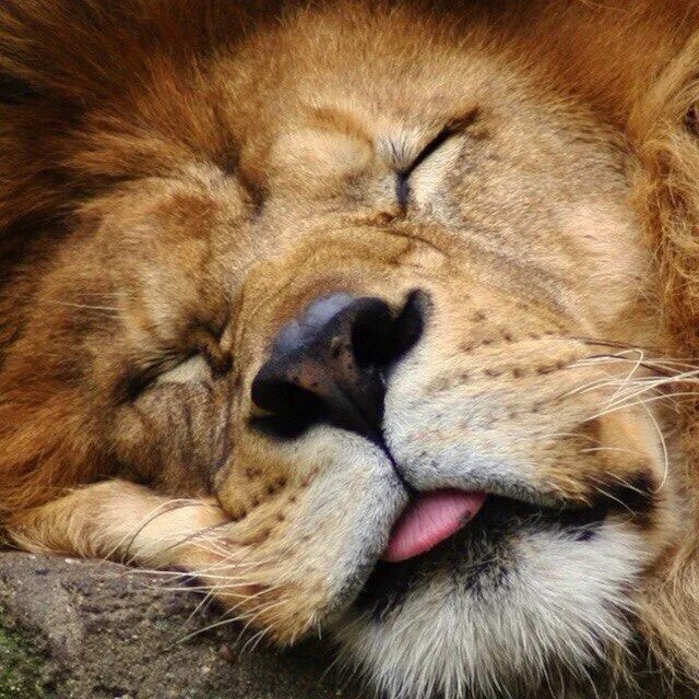 Все хорошо мем. Все будет хорошо. Статусы про настроение. Хорошо что все хорошо. Всё будет хорошо я узнавала картинки прикольные.