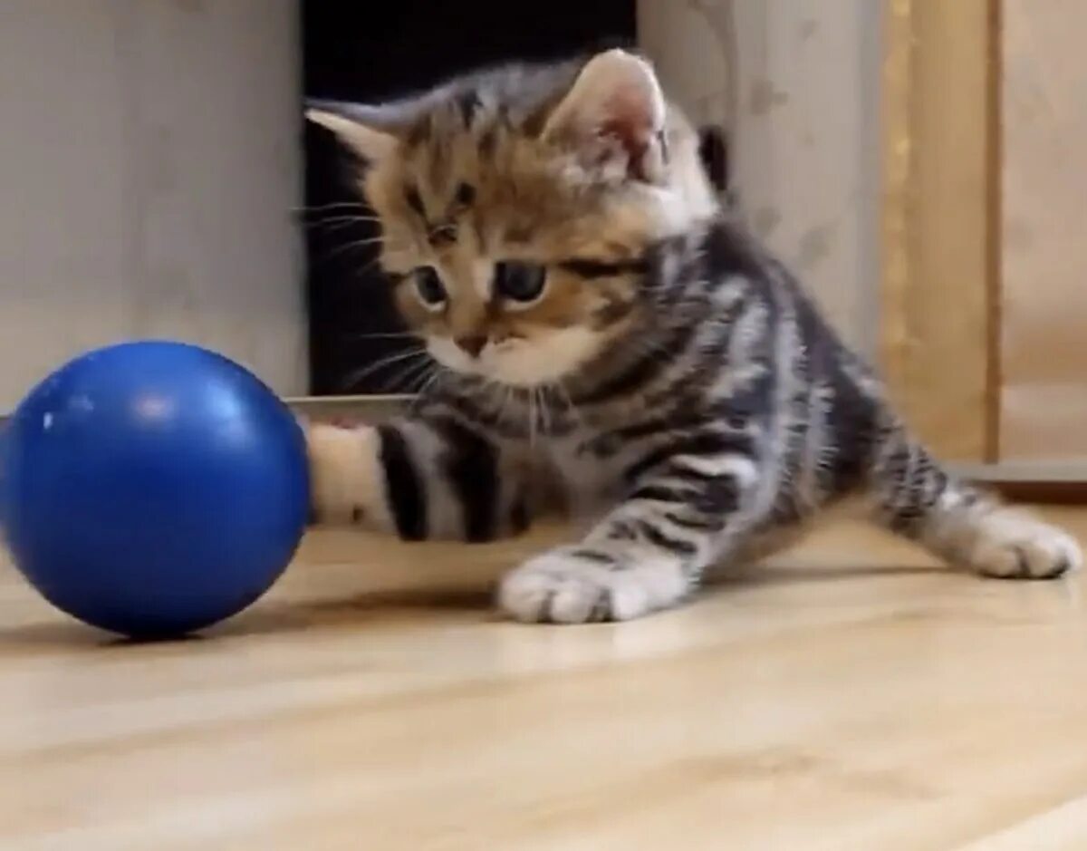 Котенок играет малыша. Котенок с мячиком. Мячики для кошек. Котенок играющий в мячик. Мяч с котенком.