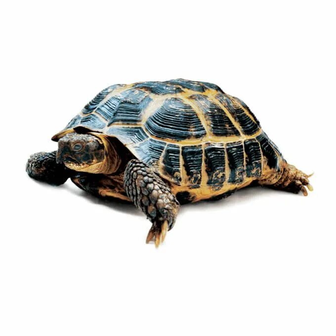 Turtle sms