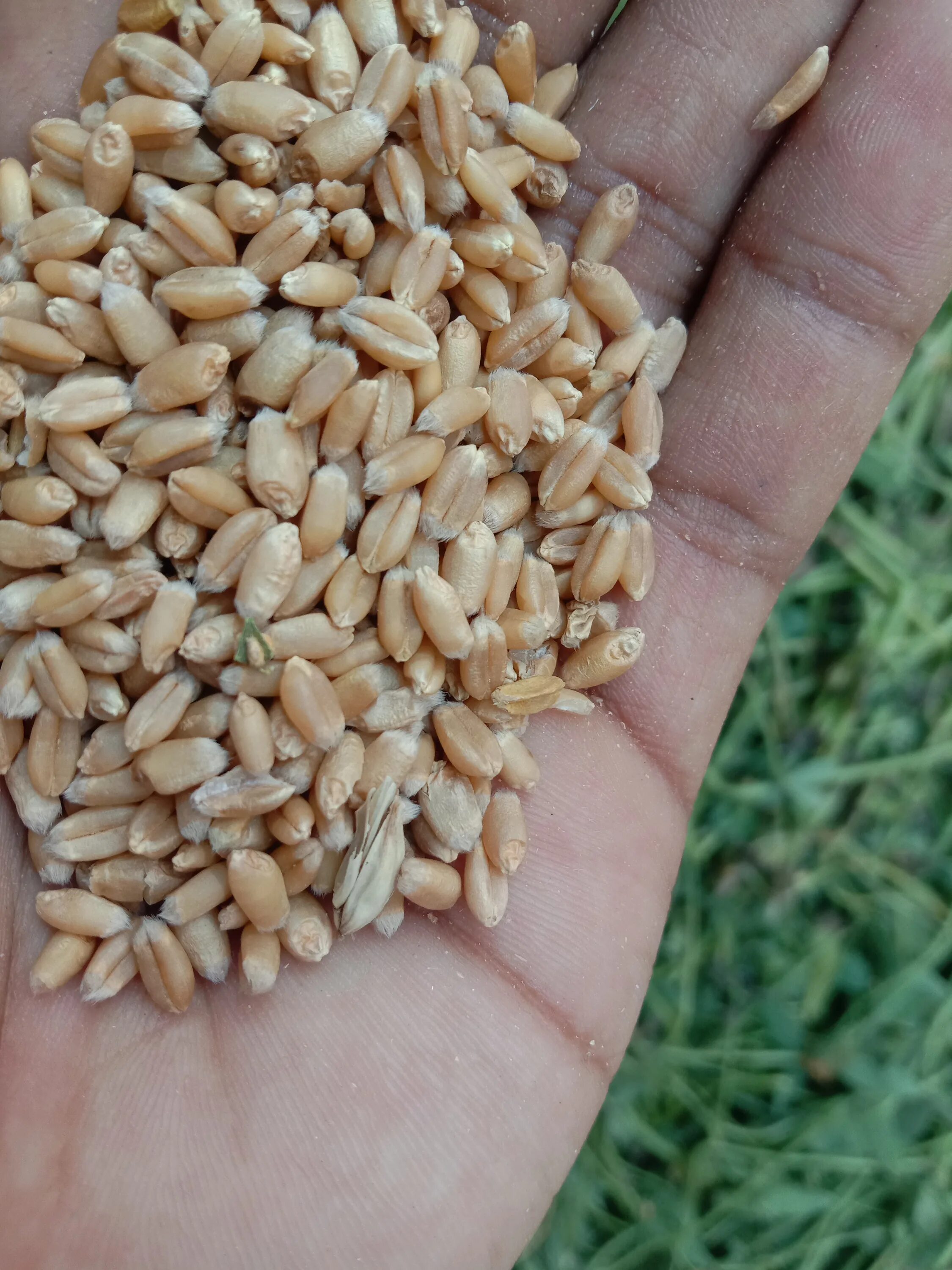 Зерновка пшеницы. Семена яровой пшеницы. Пшеница 1 3 класса. Ячмень фураж. Пшеница.