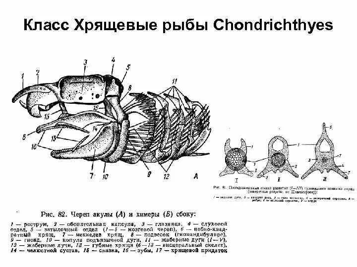 Мозг хрящевых рыб. Схема черепа хрящевой рыбы. Строение черепа хрящевых рыб. Череп акулы строение. Череп акулы схема.