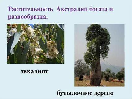 Какие деревья в австралии