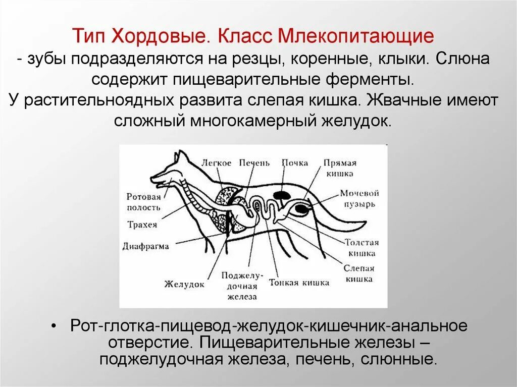 Хордовые млекопитающие. Тип Хордовые млекопитающие. Типы хордовых млекопитающих. Строение млекопитающих.