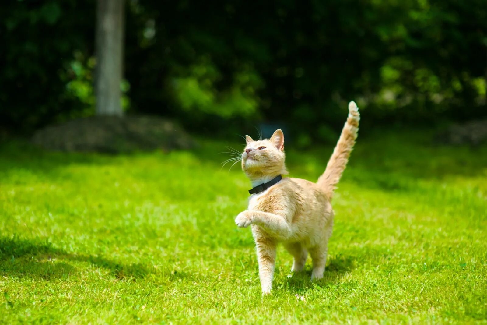 Кошечка гуляет. Кошка гуляет. Кошка на прогулке. Здоровая кошка. Счастливая кошка.