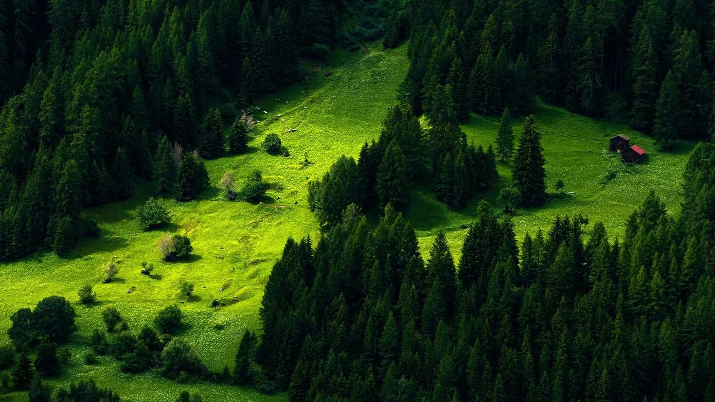 Тайга место силы. Лесистые холмы Швейцария. Швейцария зеленая сосны. Еловый лес в Швейцарии. Лесистые Карпаты.