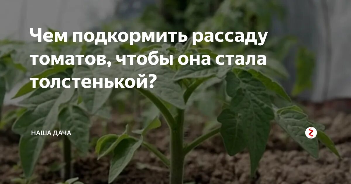 Рассада помидор. Чем подкормить рассаду томатов. Подкормить рассаду помидор. Тонкая рассада помидор.