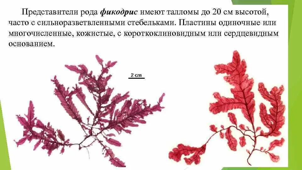 Особенности таллома красных водорослей. Строение красных водорослей кратко. Строение клетки багрянки. Красные водоросли дазия. Красные водоросли представители строение.
