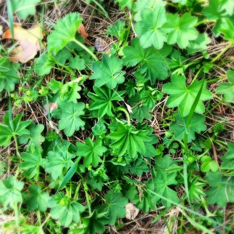 Манжетка лекарственная. Растение манжетка обыкновенная. Растение манжетка обыкновенная. Манжетка обыкновенная (alchemilla vulgaris). Манжетка цветущая.