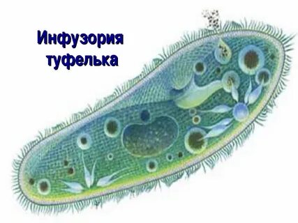 Описание инфузории туфельки 5 класс