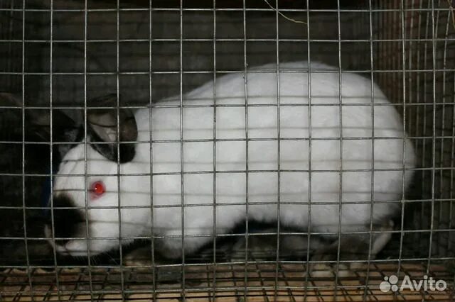 Белый козленок. Зоопарк самара. Кролики серые домашние. Самарский зоопарк в самаре. Коза.