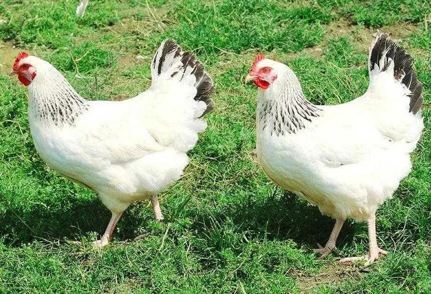 Какого цвета бывает курица