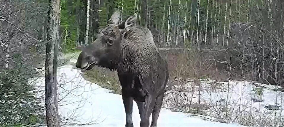 Суоярви Карелия Лось. Карельский Лось. Лосиха в Карелии. Самый большой Лось.