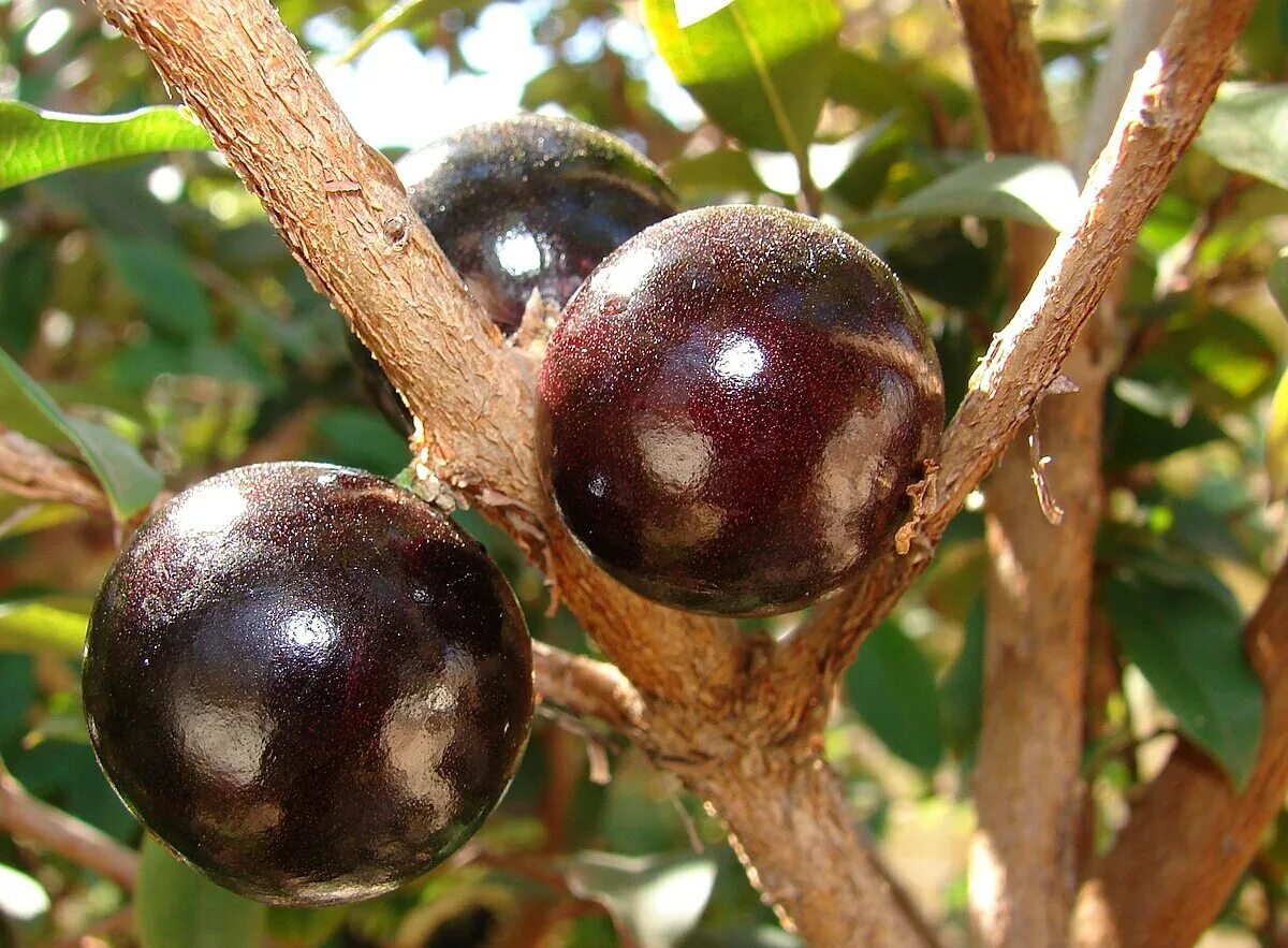 Jabuticaba: El árbol que da frutos en su tronco *Se pueden comer Uvas, Planta