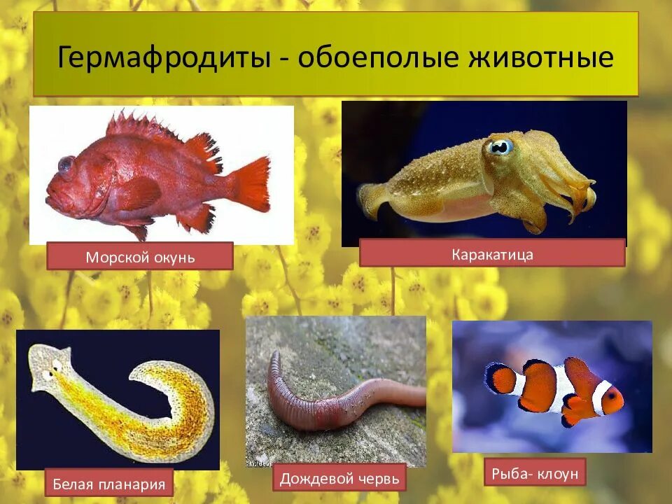 Гермафродиты особенности. Гермафродиты примеры животных. обоеполые животные. примеры обоеполых животных. двуполые животные примеры.