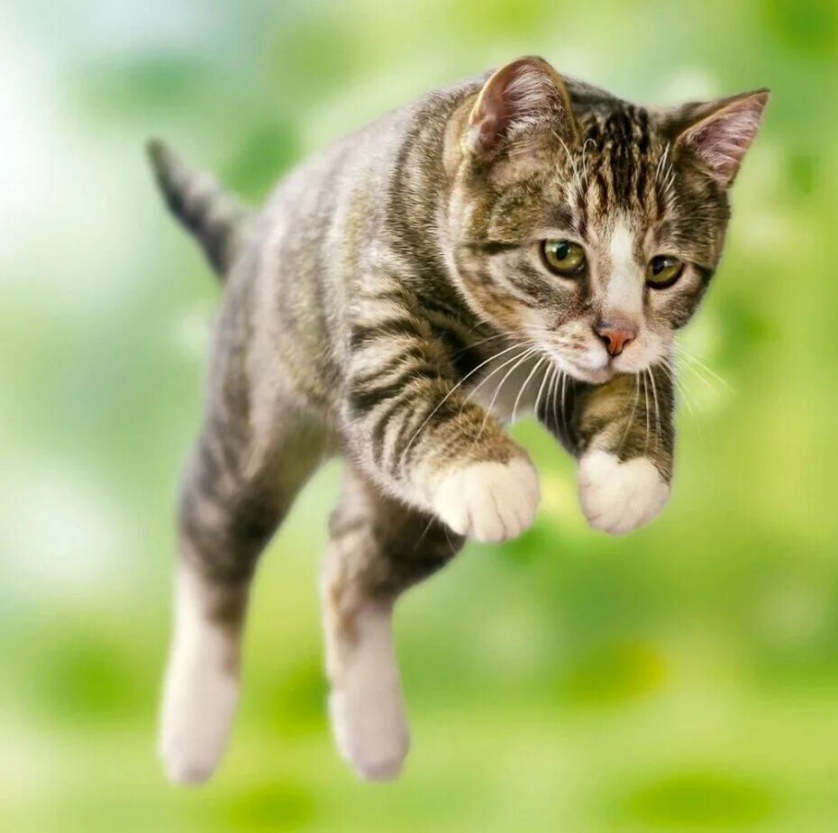 Кошки. Кошка в прыжке. Кошка бегает. Котенок прыгает.