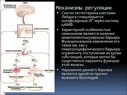 Гипоталамус обмен веществ