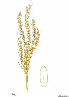 Рис рожь овес
