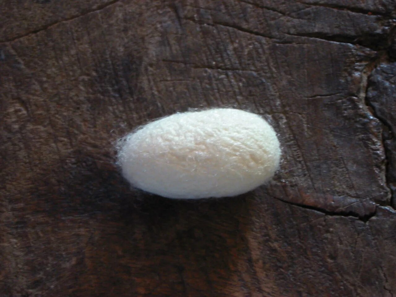 Craven cocon