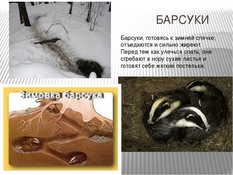Почему барсук. Барсук впадает в спячку зимой. барсук в спячке. животные которые впадают в спячку. барсук зимой с детьми.