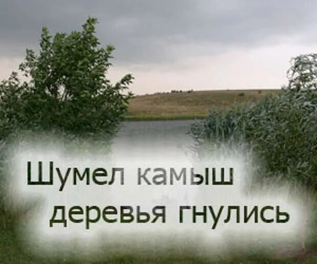 Шумно камыш. Шумно камыш. Камыши и водоросли. Шумно камыш. Шумно камыш.