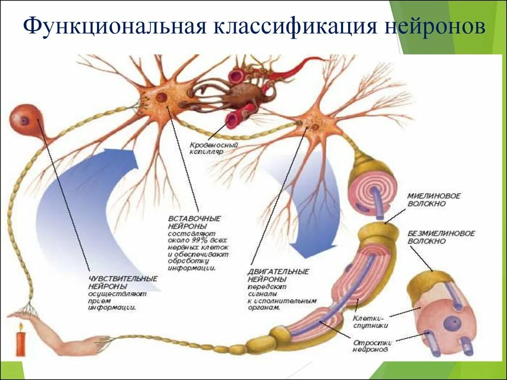 5 чувствительные нейроны передают