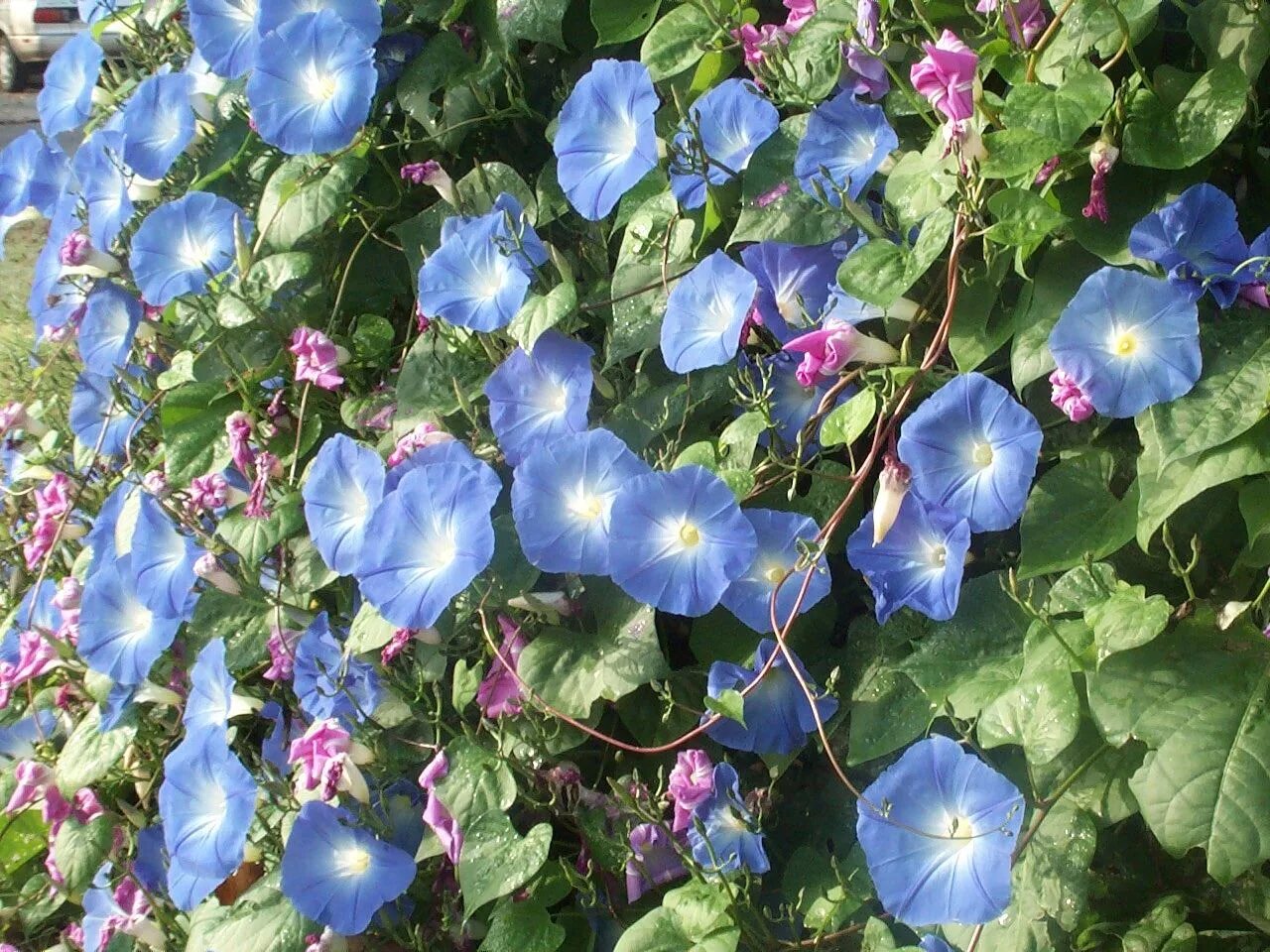 Как выглядит вьюнок ипомея. Ипомея жизель. ипомея heavenly blue. ипомея звонница. вьюнок конвольвулюс блу.