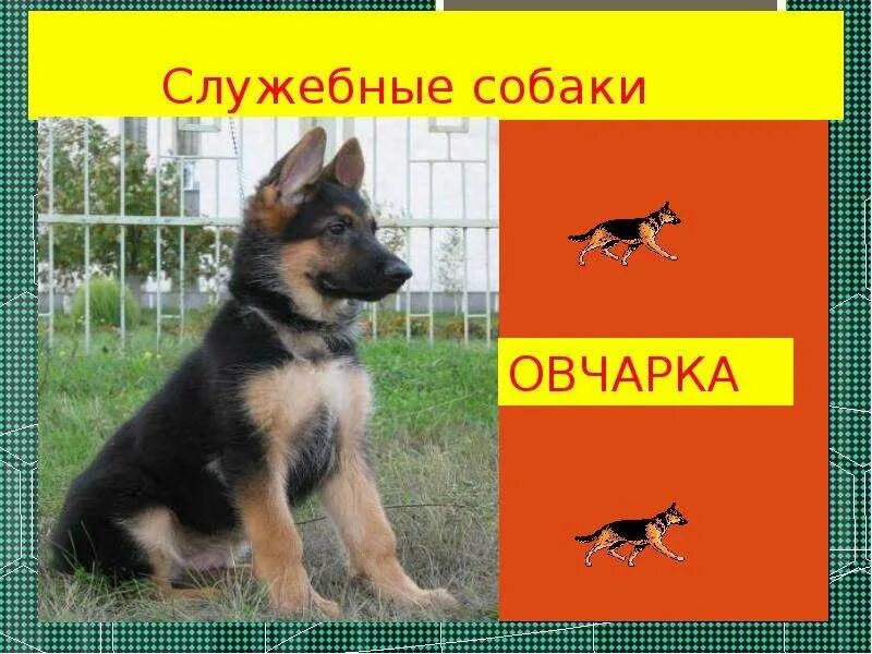 Колли с медалями. Служебная собака 3 буквы. Жетон служебная собака. Служебные собаки разных пород. Служебная собака 3 буквы.