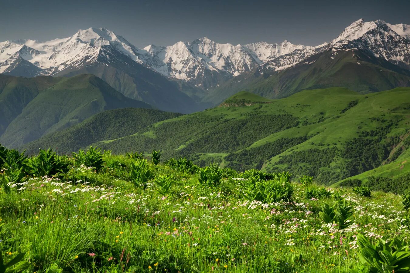 Кавказский хребет граница. Альпийские Луга Чечня. Альпийские высокогорные Луга Кавказ. Альпийские Луга в Ингушетии. Альпийский пояс Кавказа.