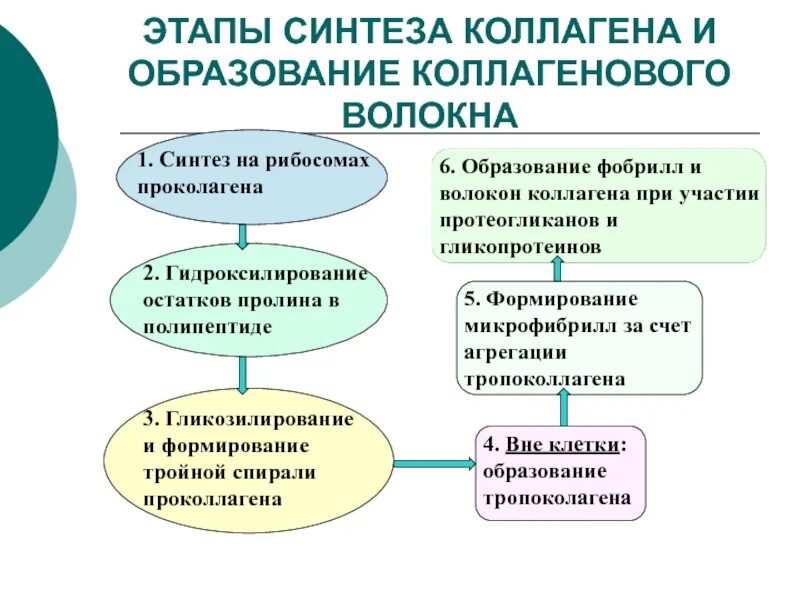 Этапы созревания коллагена. Внутриклеточный Синтез коллагена схема. Этапы синтеза и созревания коллагена. Основные этапы синтеза коллагена биохимия.