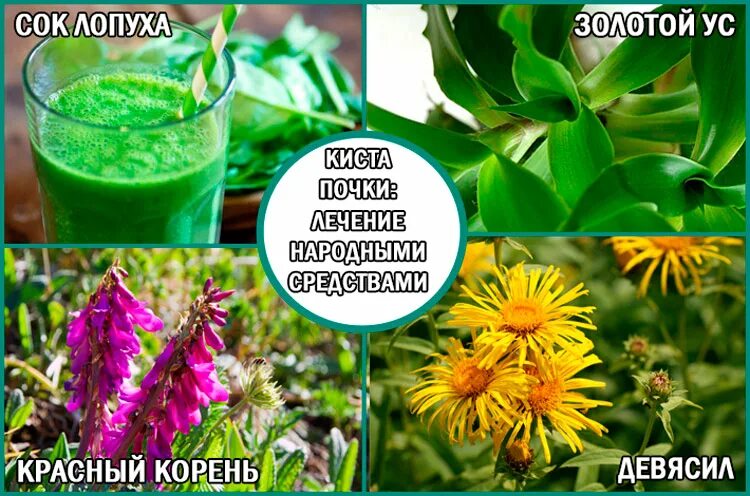 Лекарство при кисте почек. Кистанапочкеличениенароднымисредствами. Народные средства от кисты почек. Лечение кисты почек домашними средствами. Народные средства.