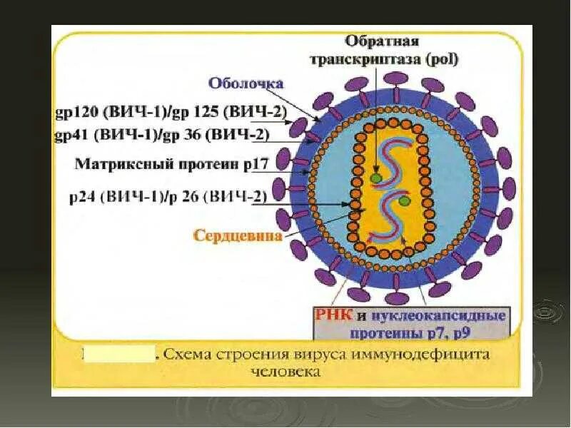 Обратная транскриптаза. Вирус ВИЧ строение микробиология. Антигенная структура вируса иммунодефицита человека. Обратная транскриптаза строение. Обратная транскрипция у вирусов.