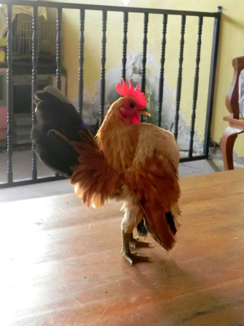 Ломан сэнди куры. Малазийская серама куры. Маленькие петушки. Бентамки малазийская серама. Птица похожая на петуха.
