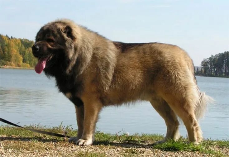 Caucasian shepherd dog - used for guard work, hunting bears and shepherding. Thi