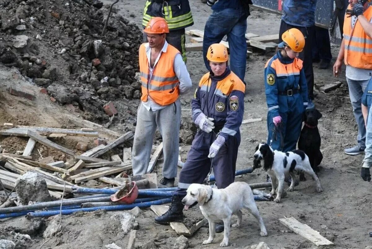 Где спасают собак. Собака спасатель на завалах. собаки спасатели при землетрясениях. поисково спасательные собаки на завалах.