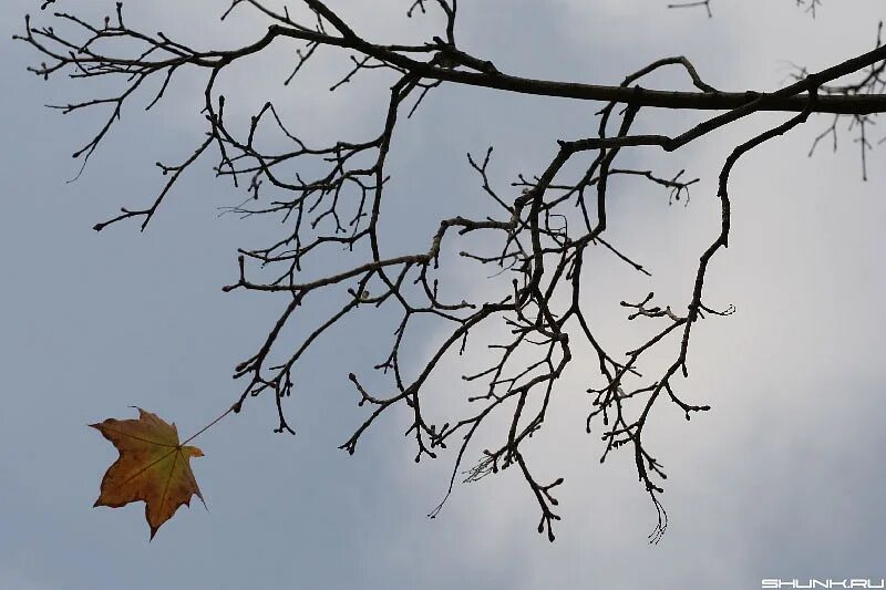 Ветер уносит листья. Ветка дерева. Дерево с опавшими листьями. Ветка осеннего дерева. Дерево с облетающей листвой.