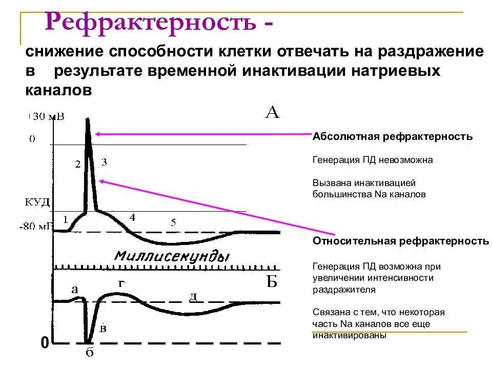 Рефрактерность физиология