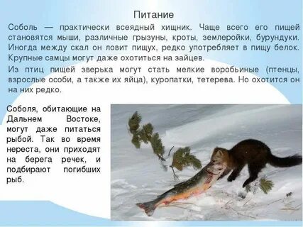 Он соболь был неумолим не столько