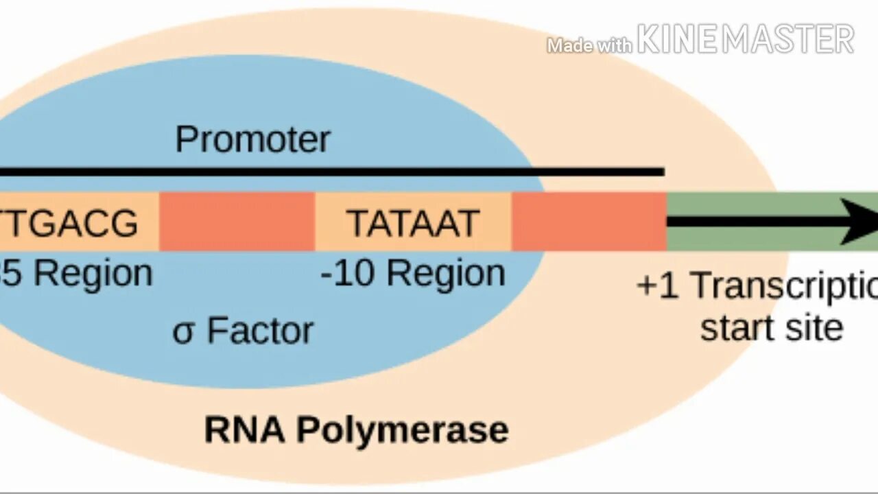 Рнк полимераза обнаруживает промотор. Промотор. rna polymerase subunits. промотор фото. structure rna-polymerase.