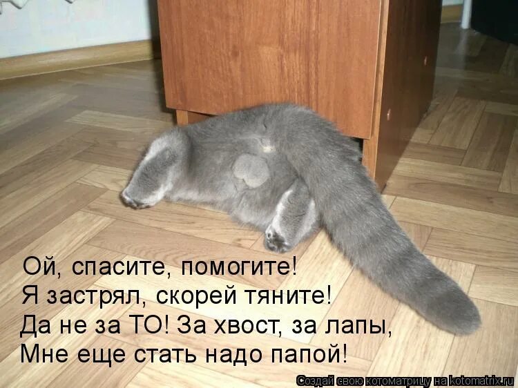 Русское сильнее меня домашнее. Смешные картинки про кошек с надписями. Кот прячется. Забавные картинки с подписями. Котоматрицы с надписями.