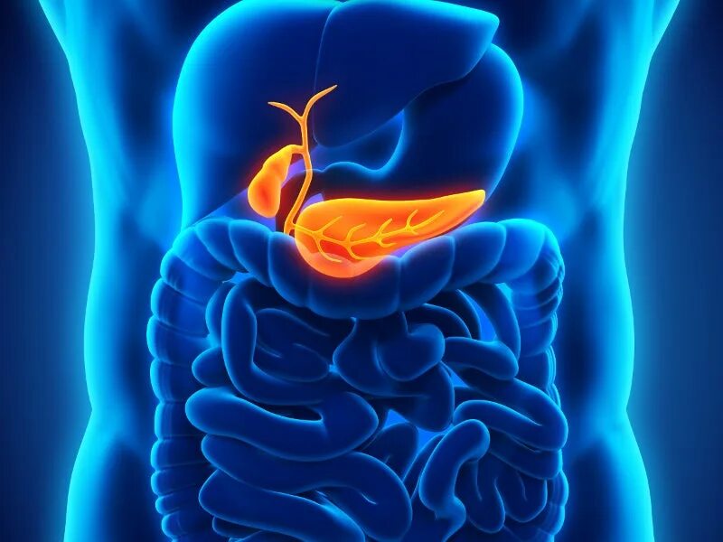 Pancreas