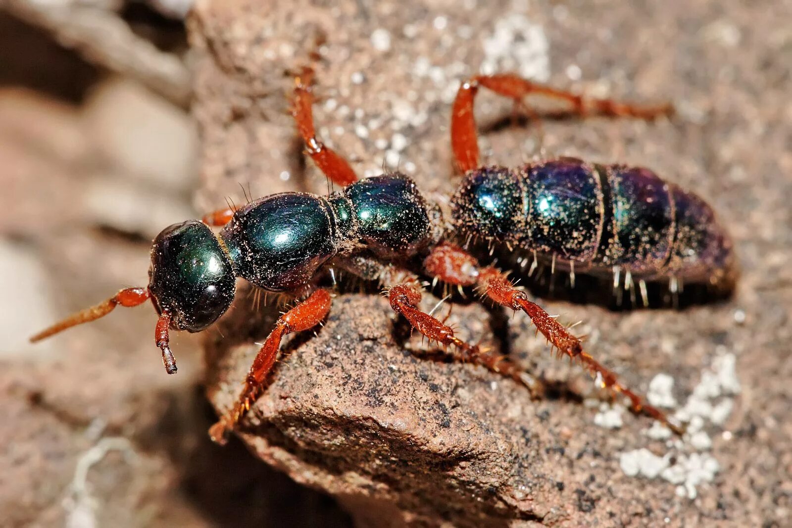 Синий муравей насекомое. Голубая оса — diamma bicolor. Blue ant. Синий муравей насекомое. Blue ant.