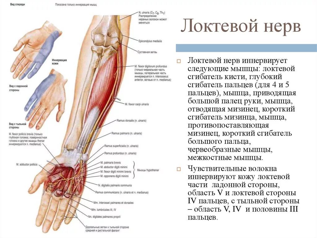 Локтевой нерв мышцы кисти. Мышцы кисти которые иннервирует локтевой нерв. Иннервация локтевого нерва на кисти. Локтевой сгибатель кисти.