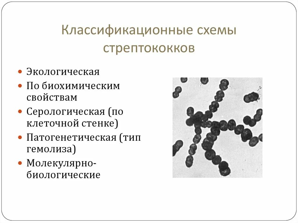Стрептококки представители. Строение бактерии стрептококка. Стрептококк термофильный строение. Классификация стрептококков по типу гемолиза. Строение стрептококков.