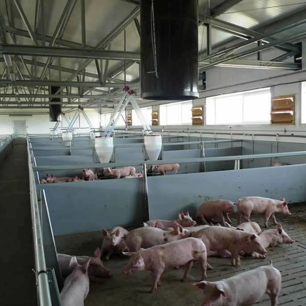 Свинокомплекс зао тропарево. Вытяжная система в свинарнике. Свиноферма 2. Свина ферма. Свинокомплекс восточно-сибирский.
