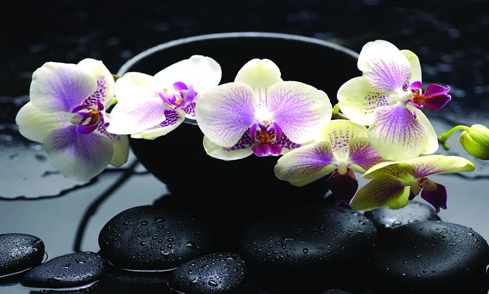 Орхидея стоит в воде. Каменная орхидея. Цветы над водой. Необычные цветы. Орхидея стоит в воде.