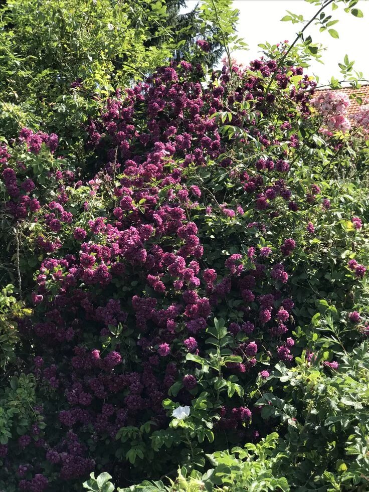 Купить Клематис Пурпуреа Плена Элеганс (Purpurea Plena Elegans) - 3 группа в Каз