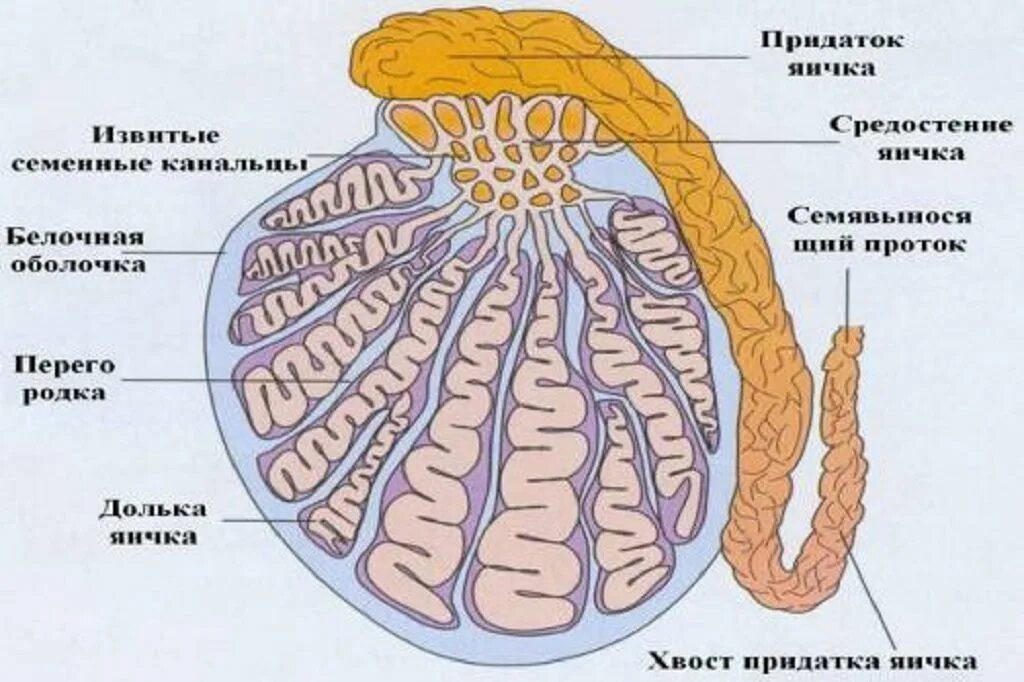 Болит яичко у мужчины. Строение яичек у мужчины анатомия фото. Придаток яичка как выглядит.