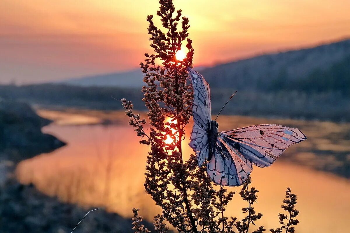 Жизнь соткана. Бабочки. Бабочки в природе. Пейзаж с бабочками. Красивый пейзаж с бабочками.